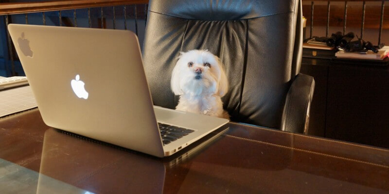 Meme de un perrito sentado en un despacho elegante frente a un portátil Mac abierto
